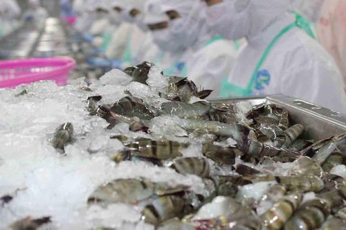 Xuất khẩu tôm giảm 4,4%