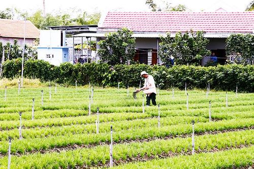 Rà soát chính sách chuyển đổi cây trồng
