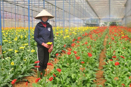 Làng hoa hồng giảm nhanh diện tích canh tác hồng