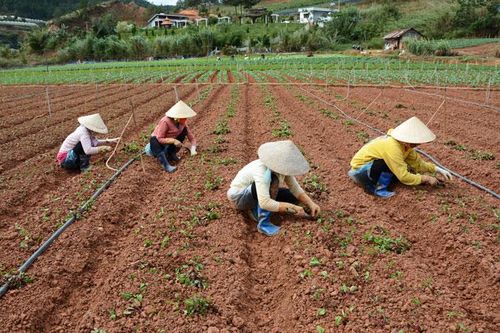 Đà Lạt chuẩn bị hơn 2.200 ha rau, củ phục vụ thị trường tết