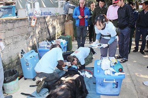 Tổ chức Four Paws Viet cứu hộ 1 cá thể gấu ngựa tại huyện Mộc Châu