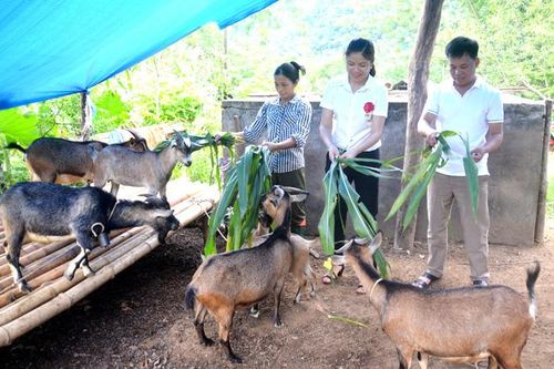 Lực đẩy phát triển sản xuất ở Lâm Bình