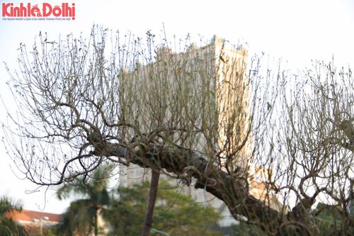 Đào Nhật Tân 'thay áo' sẵn sàng xuống phố dịp Tết Nguyên đán 2020