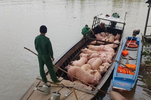 Căng mình chống heo lậu