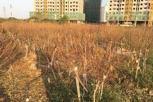 Cả vạn gốc đào chết khô, Hà Thành 'khóc ròng' mùa Tết trắng tay