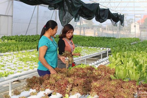 Diễn đàn hợp tác công tư chia sẻ kinh nghiệm về phát triển nhân lực nông thôn