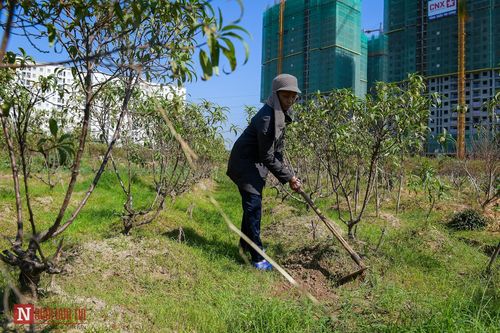 Hàng nghìn gốc đào lặng lẽ chết thành củi khô trước Tết Nguyên đán