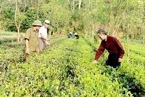 Thái Nguyên: Trồng chè hữu cơ ở Đồng Đài