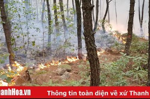 Đốt trước vật liệu cháy có kiểm soát dưới tán rừng thông: Giảm nguy cơ tiềm ẩn gây cháy rừng
