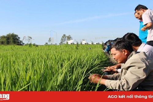 Chuẩn bị tốt vụ đông xuân 2019-2020