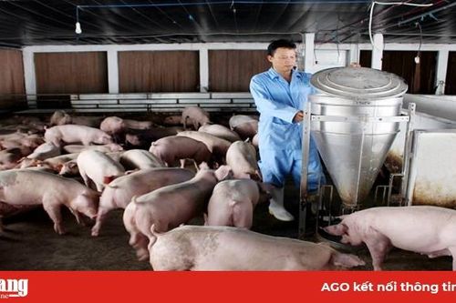 Nghề chăn nuôi heo bao giờ hết bấp bênh?