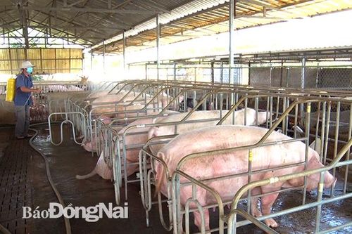 Nhiều địa phương ở Cẩm Mỹ đã hết dịch tả heo châu Phi