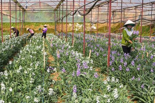Nhập khẩu giống hoa tiếp tục tăng