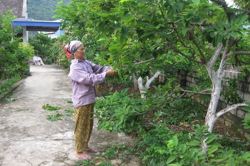 Người cao tuổi tích cực làm kinh tế