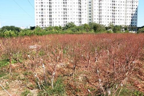Hàng nghìn gốc đào chết khô trước Tết