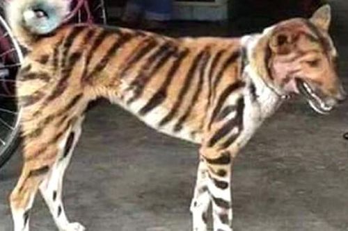 Người nông dân tuyên chiến theo cách độc dị với đàn khỉ gây họa
