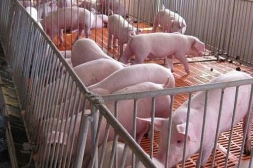 Giá lợn hơi hôm nay 6/12: Miền Bắc chính thức cán mốc 80.000 đồng/kg
