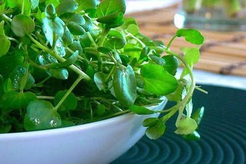 Không ngờ cải xoong chống được ung thư, còn chữa đủ bệnh cực hiệu quả