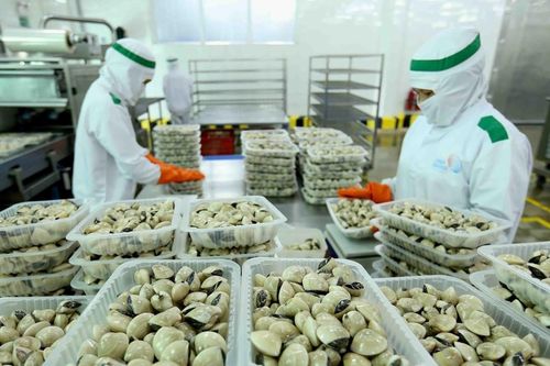 Việt Nam tăng xuất khẩu nghêu, sò sang EU