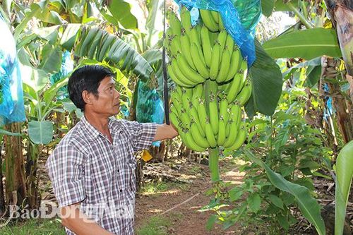 Giá chuối giảm mạnh