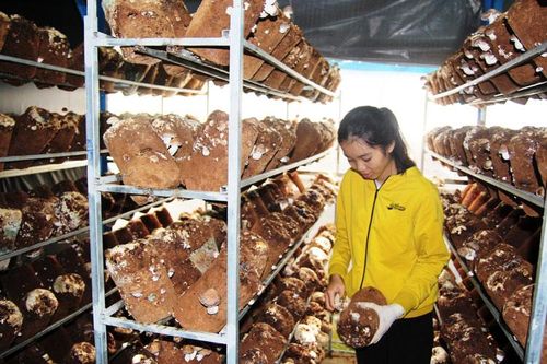 Lạc Dương: Trồng nấm hương trong nhà kính, thu chục triệu/tháng
