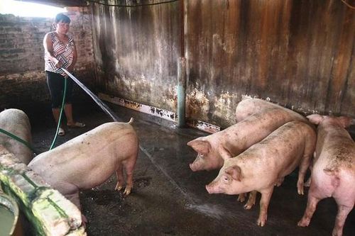 Hà Nội đã có khoảng 3.500 hộ đủ điều kiện tái đàn lợn theo quy định