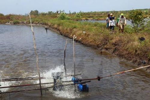 Làm giàu từ con tôm