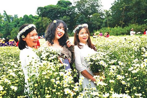 Nét đẹp cúc họa mi