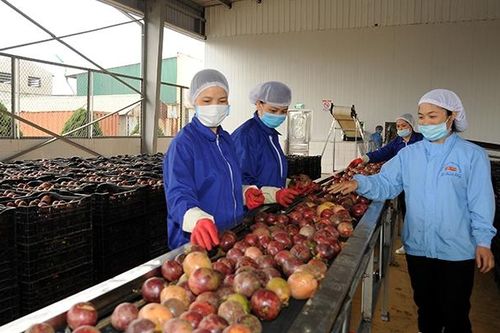 Nhiều biến động trên thị trường xuất khẩu nông sản