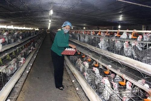 Lai tạo, sản xuất nhiều giống gia cầm chất lượng cao