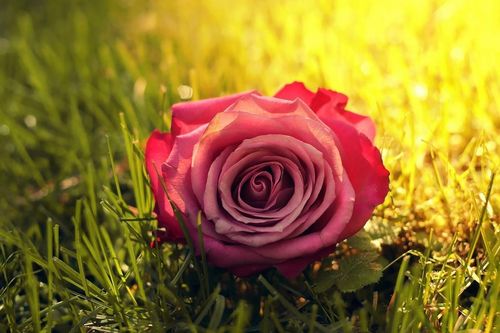 Tử vi tuần mới 9/12 - 15/12: Tuổi Thìn quý nhân che chở, tuổi Hợi tự cứu lấy mình