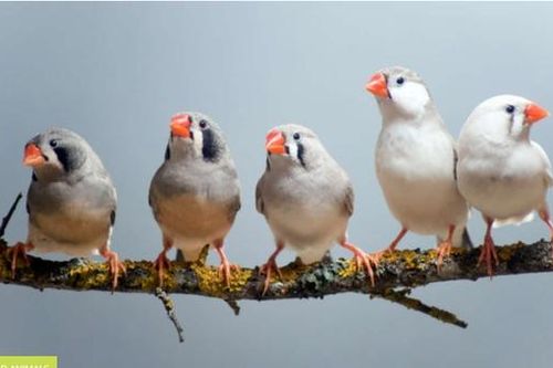 Các loài chim nhỏ đi vì khí hậu nóng lên