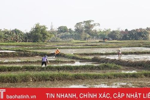 Bám thời vụ, cơ cấu giống chất lượng, Lộc Hà quyết giành thắng lợi vụ xuân 2020