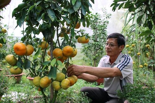 Khan hiếm quýt hồng lên chậu trong dịp Tết Nguyên đán