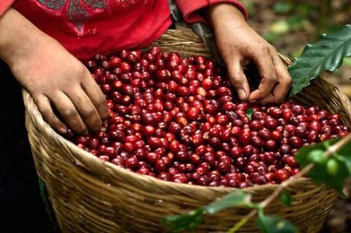 Đưa cà phê ra thị trường thế giới