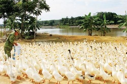 Hướng phát triển chăn nuôi bền vững