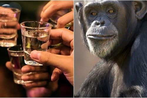 Rượu cứu tổ tiên loài người khỏi tuyệt chủng
