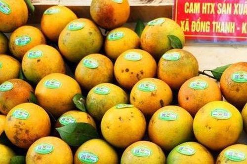 Giới thiệu cam và nông sản Hưng Yên tới người tiêu dùng thủ đô
