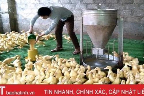 Chăn nuôi an toàn sinh học, nông dân Can Lộc gắng vượt qua 'bão dịch'
