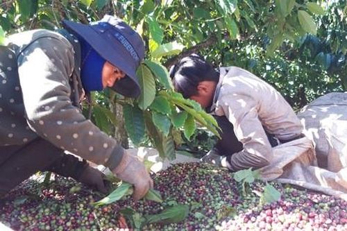 Lênh đênh phận người vượt hàng trăm cây số hái cà phê thuê kiếm Tết