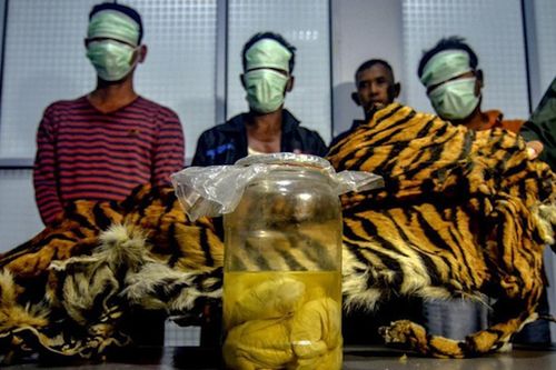 Indonesia bắt giữ 5 thợ săn cùng nhiều bào thai hổ Sumatra quý hiếm