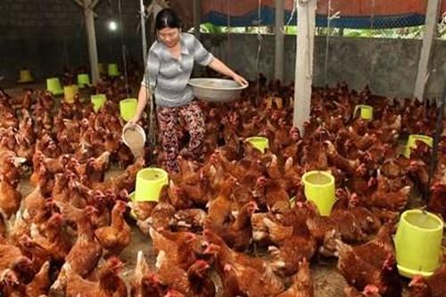 Cần có quy hoạch tổng thể về thị trường