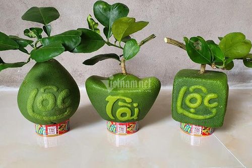 Quả bưởi kỳ lạ hình thoi vàng nổi chữ thư pháp gây sốt khắp miền