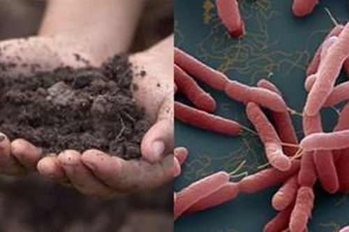 Tìm thấy vi khuẩn 'ăn thịt người' Whitmore tại gia đình có 3 trẻ tử vong ở Sóc Sơn