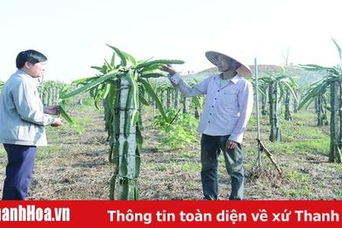 Hiệu quả chuyển đổi cơ cấu cây trồng ở huyện Như Xuân