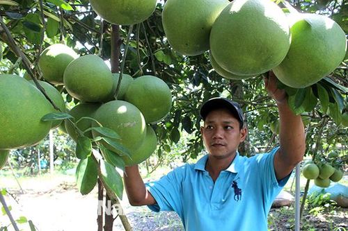 Trái cây Tết lo mất mùa, mất giá