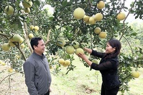 Cự Đồng đẩy mạnh phát triển kinh tế, góp phần giảm nghèo bền vững