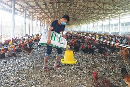 Chăn nuôi an toàn sinh học hiệu quả cao
