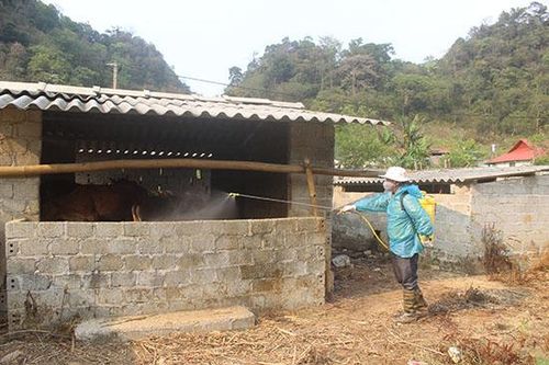 Lóng Luông phòng, chống dịch bệnh cho gia súc, gia cầm