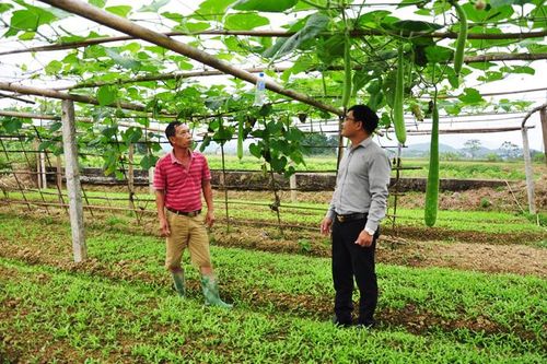 Đòn bẩy giúp hội viên nông dân phát triển kinh tế